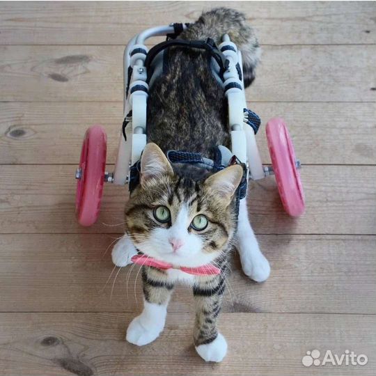 Котики инвалиды из приюта в добрые руки, в дар