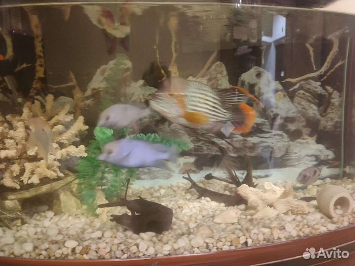 Аквариум с тумбой 250 л