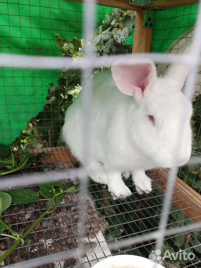 Кролики мясных пород