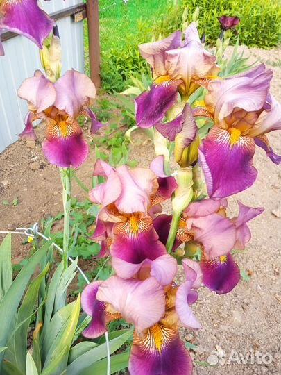 Ирисы