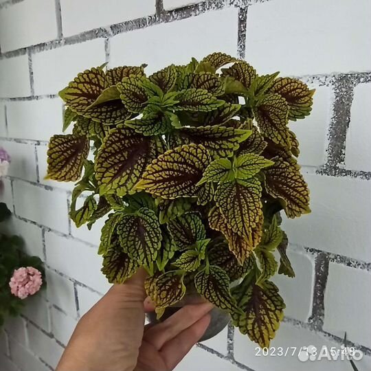 Куст колеуса Coleosaurus