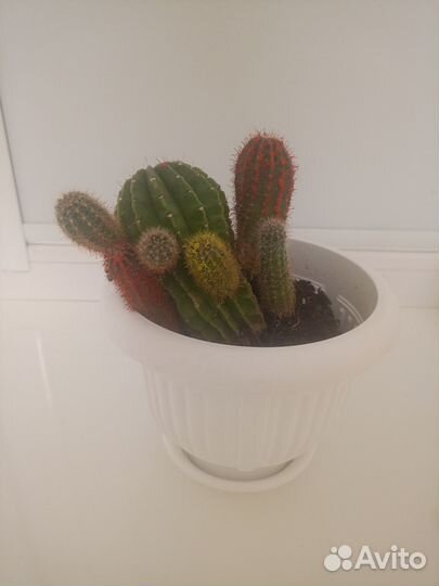 Домашние растения цветы