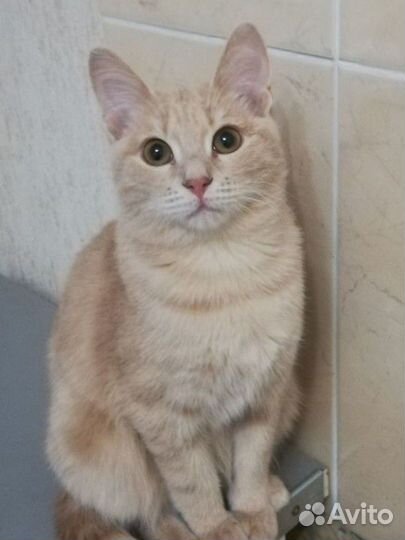 Котик