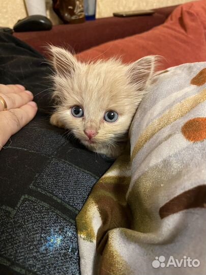 Котенок в добрые руки