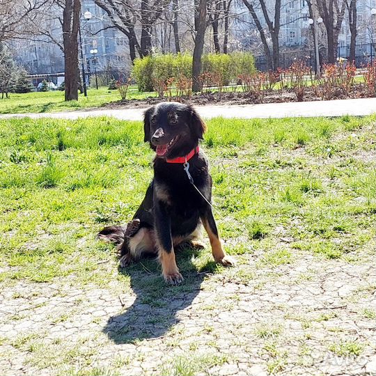 Юной коасотке нужен человек