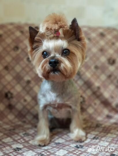 Стрижка собак и кошек