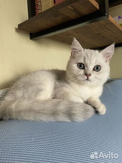 Британская серебристая шиншилла