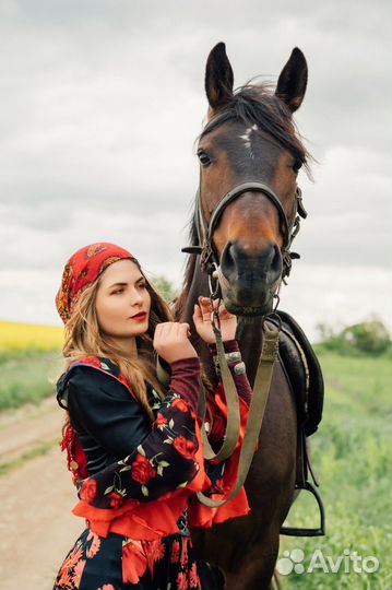 Жеребая кобыла