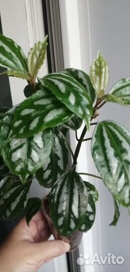 Пилея кадье