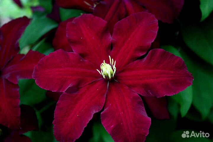 Цветы клематисы