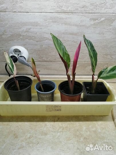 Строманта триколор