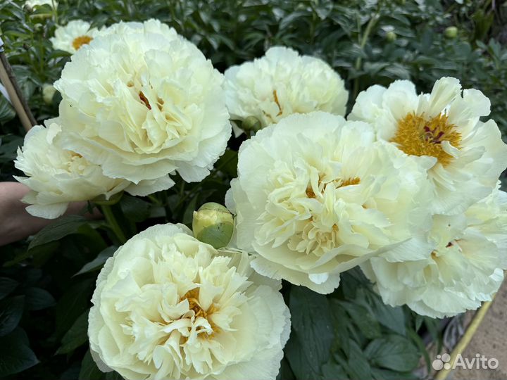 Пион Ванилла Шнапс Vanilla Schnapps