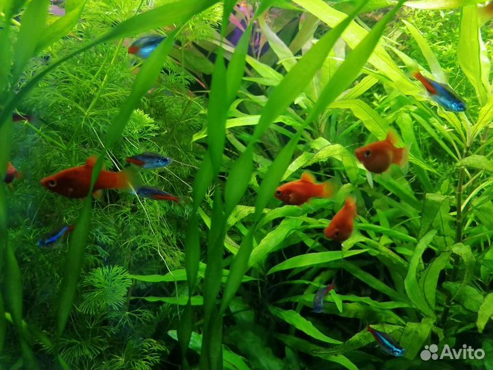 Пецилия Красная