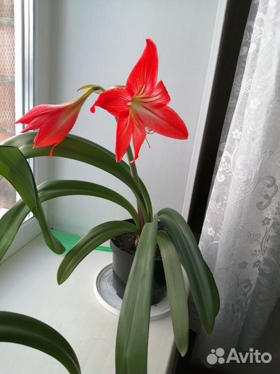 Гиппеаструм