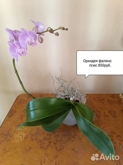 Кротоны и Бегония Инка Фире Рекс, Антуриум