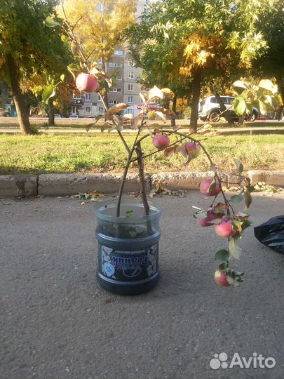 Саженцы яблонь в Уфе