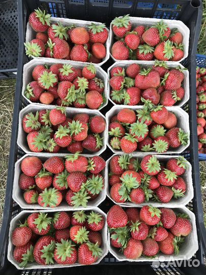 Саженцы клубники