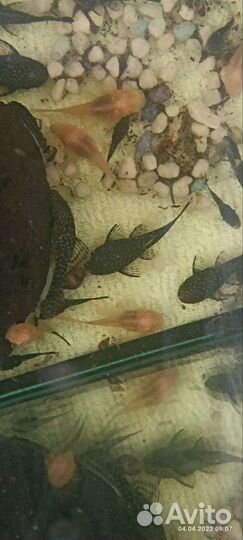 Мальки анциструса