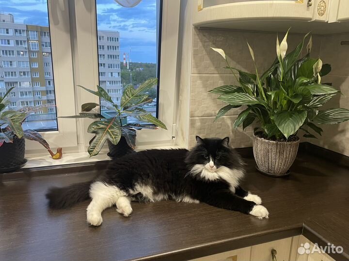 Отдам кота в добрые руки