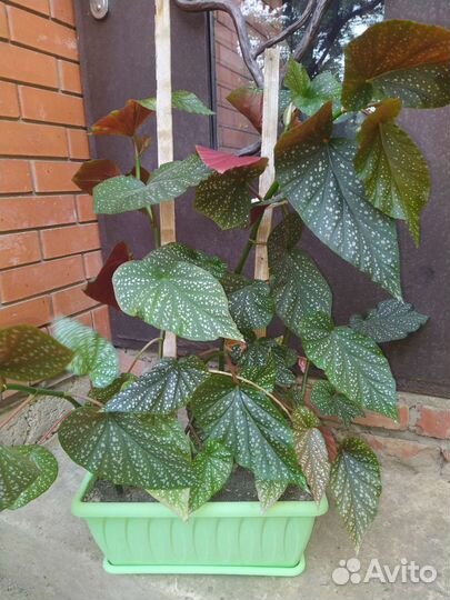 Цветок шефлера 5000.бегония 500 и 800