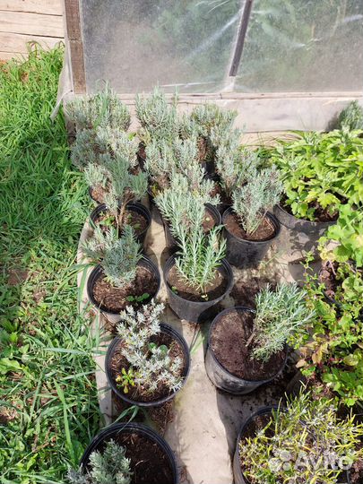 Лаванда Хиткот фиолетовая