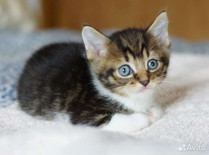 Котёнок, котятки ищут семью