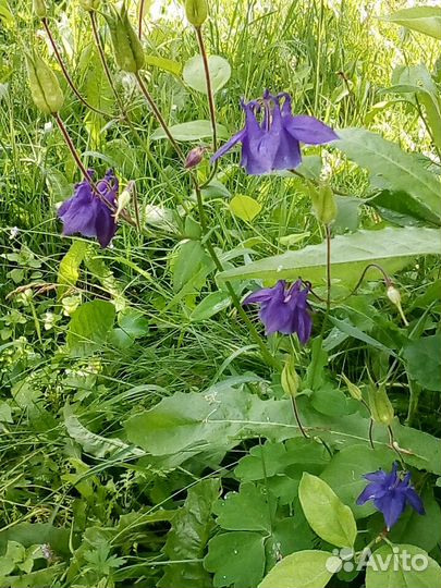 Цветы многолетники