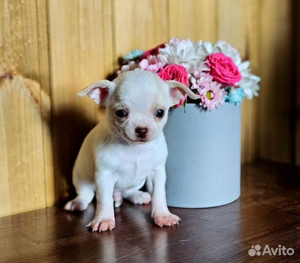 Щенки чихуахуа