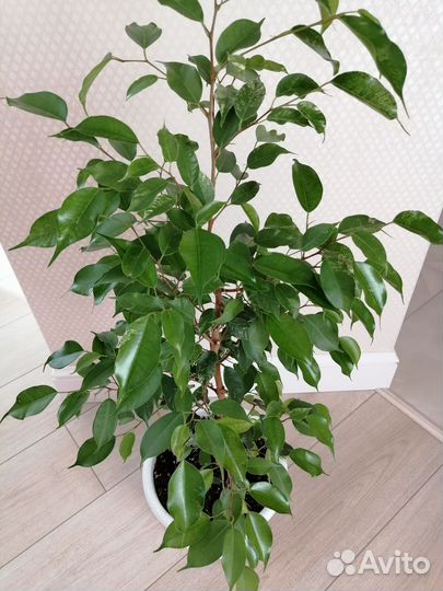 Фикусы бенджамина Эльдорадо, Реджинальд