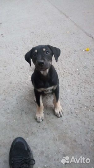 Собаки бесплатно в добрые руки щенки