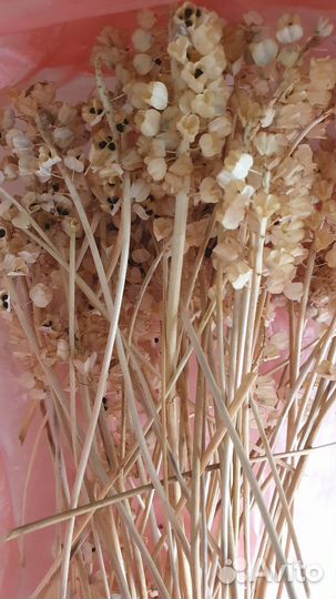 Семена дачного гиацинта