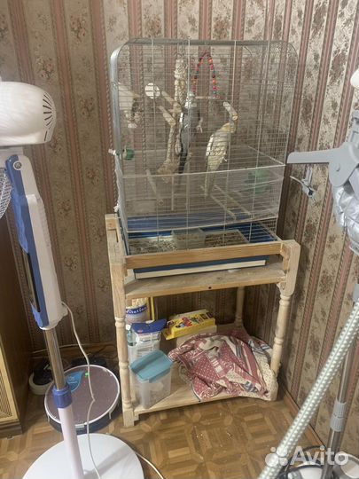 Попугай корелла