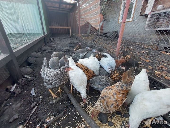 Куры молодки несушки