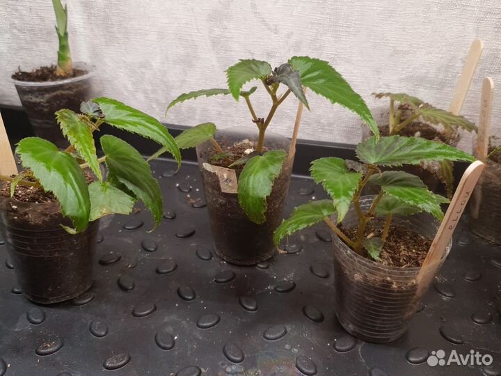 Бегония ампельная