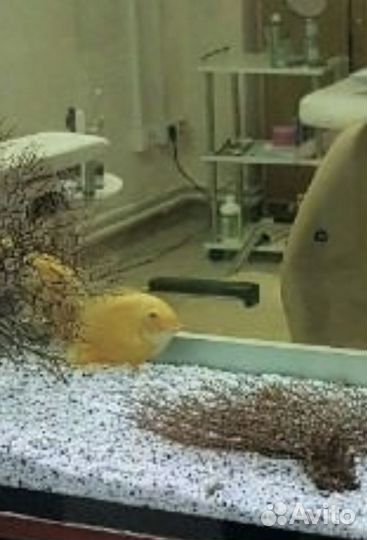 Кораллы для аквариума