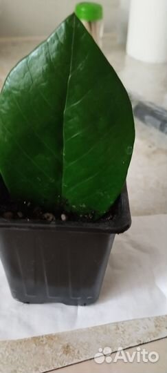 Замиокулькас