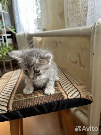 Котята бесплатно