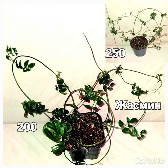 Филодендрон,хойя,жасмин,сциндапсус