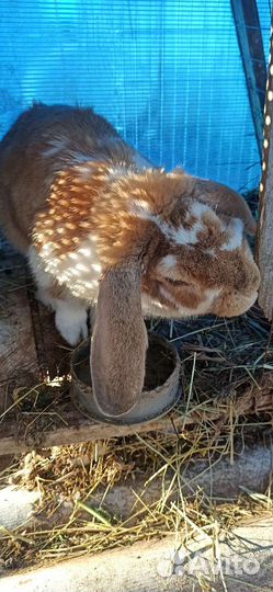 Кролики французский баран