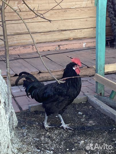 Молодые петушки