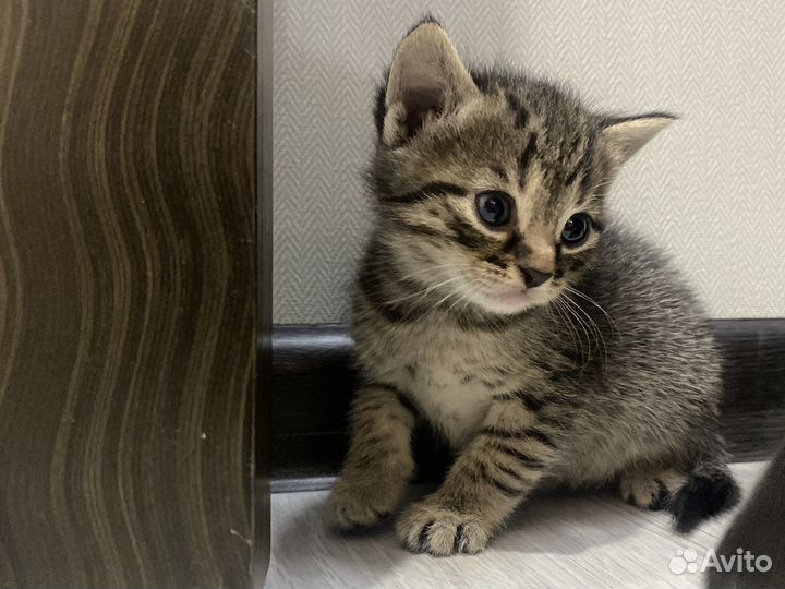 Милые котята