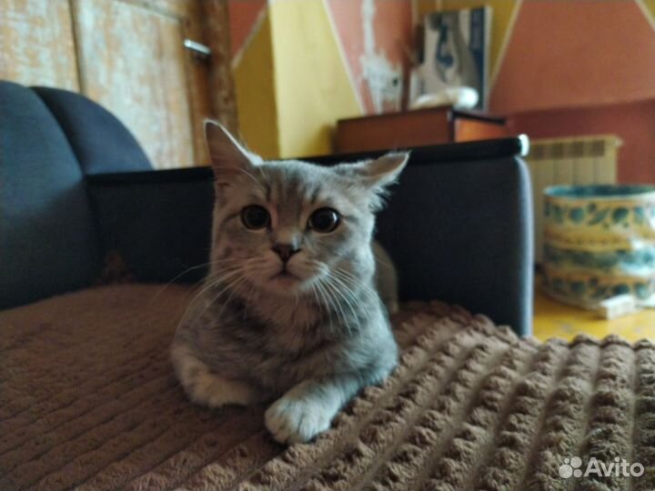 Кошки в добрые руки