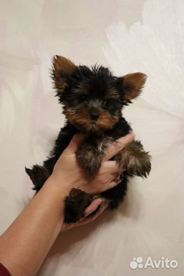 Йоркширский терьер щенки