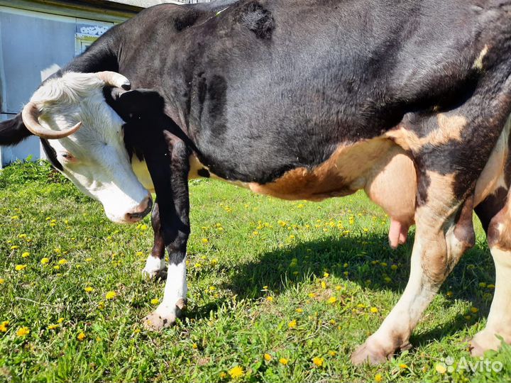 Корова дойная