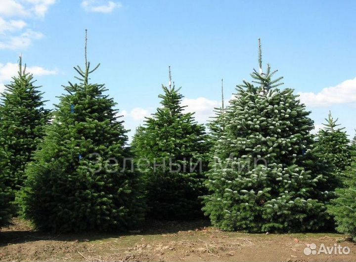 Пихта нордмана срез с доставкой