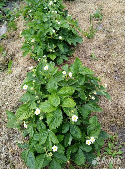 Хоста. Растения для сада