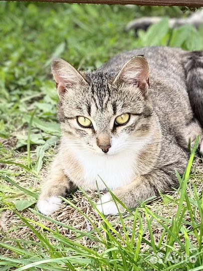 Кошка Петунья ищет дом