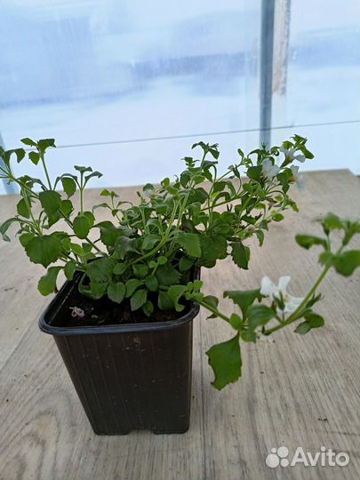 Рассада вегетативной бакопы