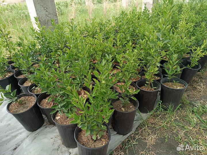 Самшит/Бересклет