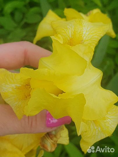 Ирис жёлтый